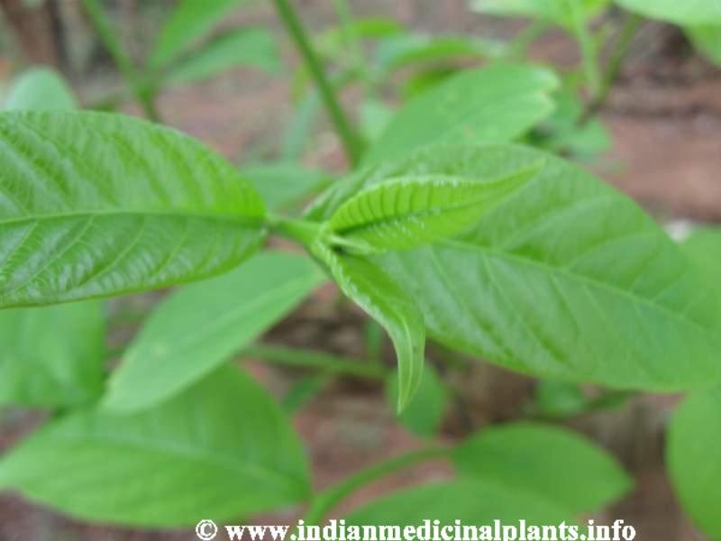 Holarrhena antidysenterica 4